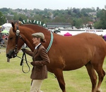 Farmer walks his horse into the arena to be judged